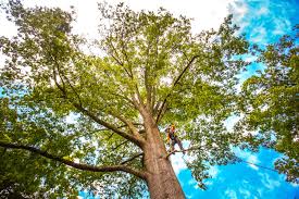 Reliable Wanamassa, NJ  Tree Services Solutions